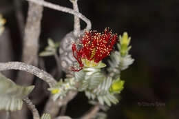 Image of Melaleuca velutina (Turcz.) Craven & R. D. Edwards