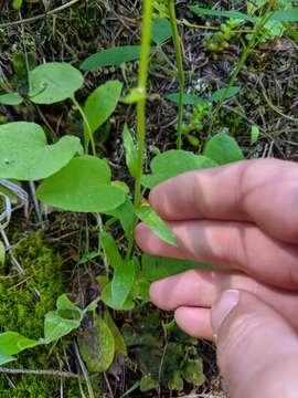 Imagem de Antennaria racemosa Hook.