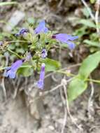 Image of Siskiyou beardtongue