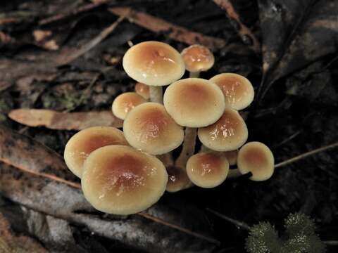 Image of Hypholoma australianum Redhead 2014