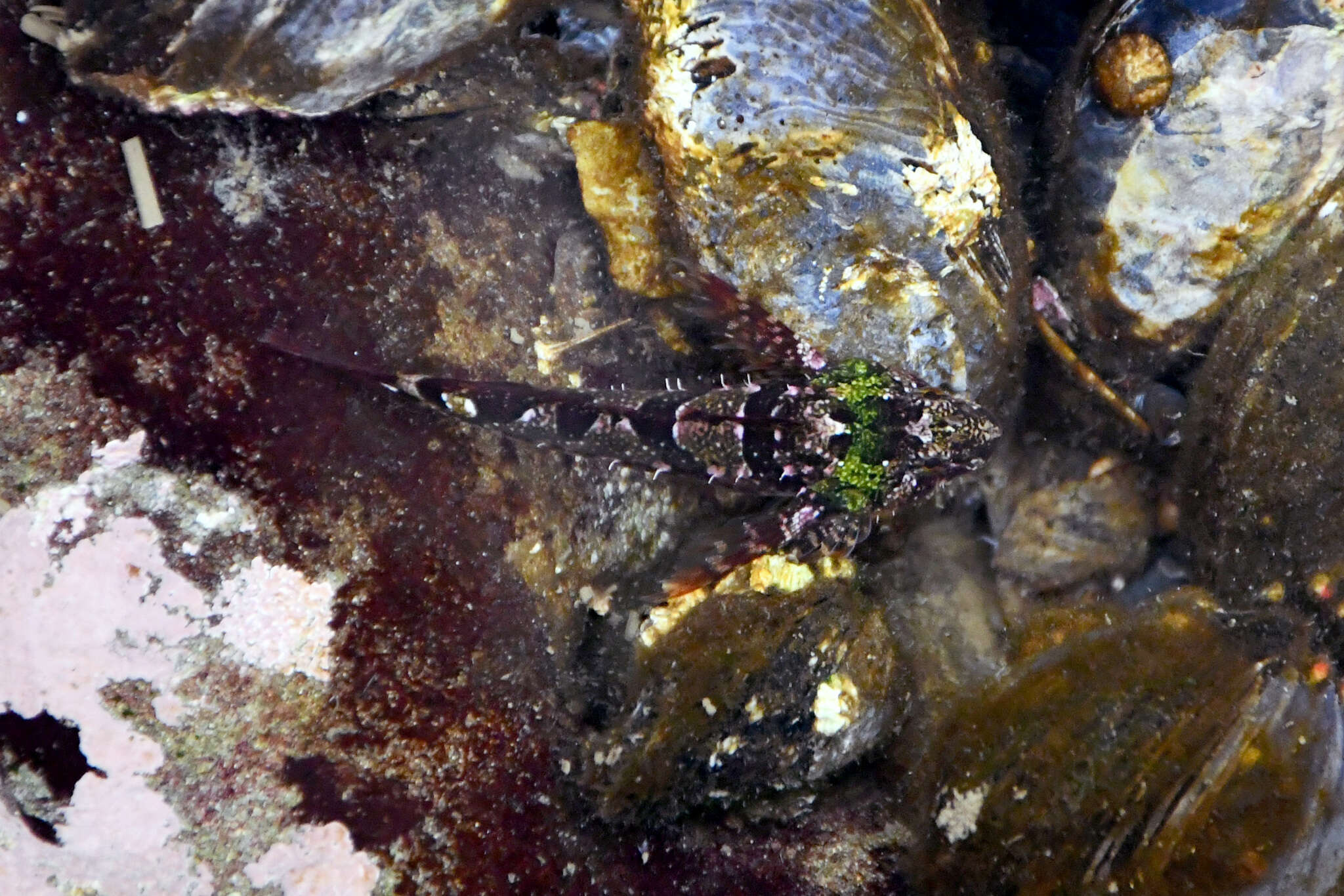 Image of Tidepool sculpin