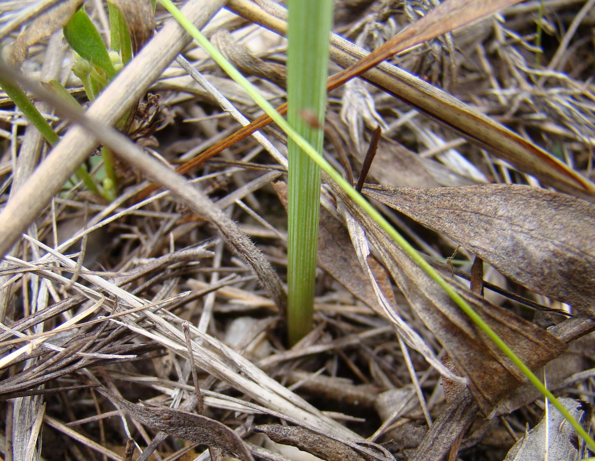 Слика од Gladiolus emiliae L. Bolus