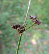 Imagem de Juncus coriaceus Mackenzie