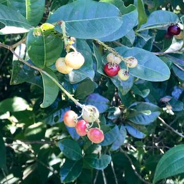 Imagem de Byrsonima ligustrifolia Mart.