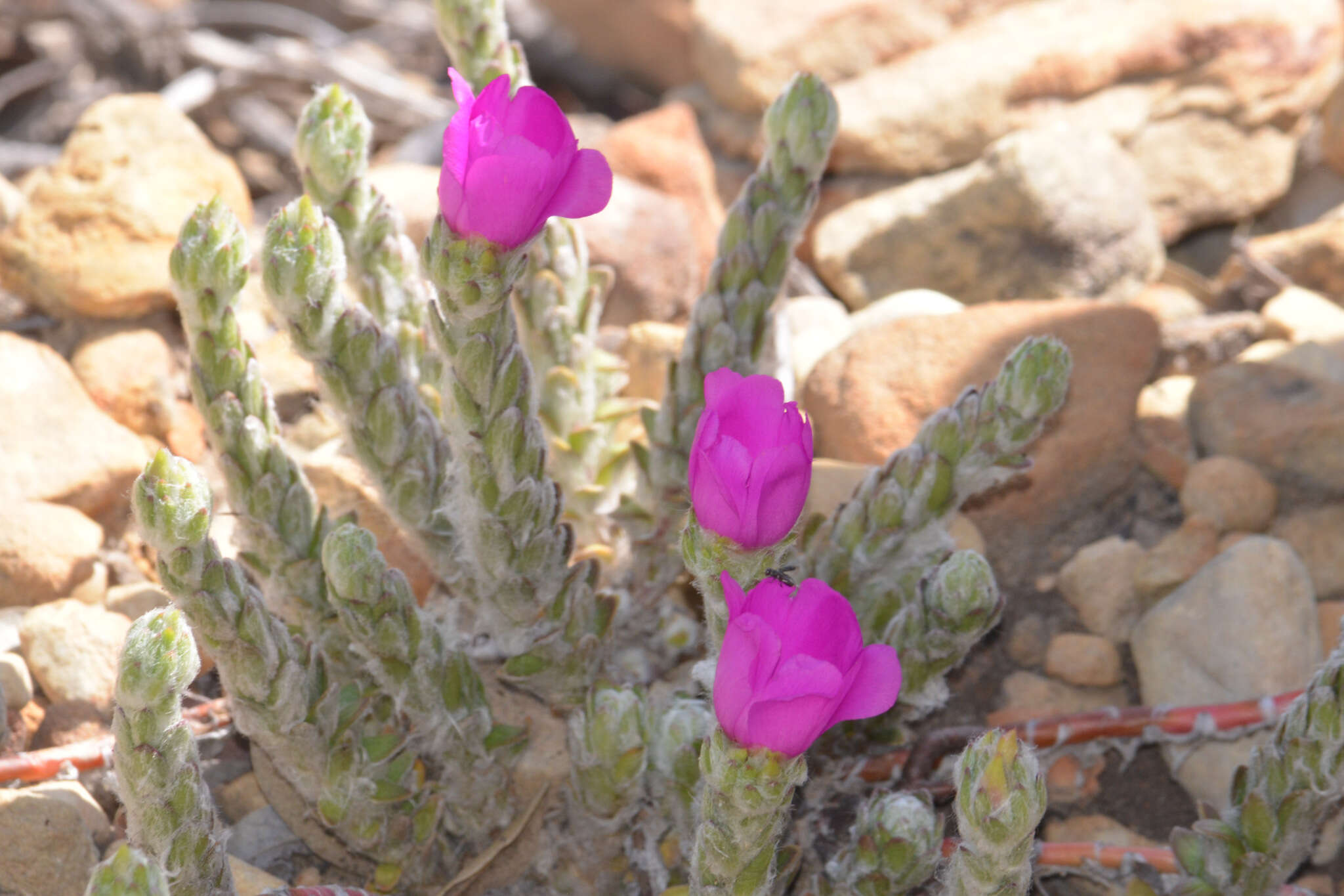 Image of Portulaca giuliettiae T. Vieira & A. A. Coelho