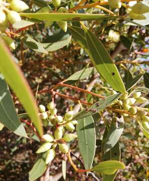 Image of Eucalyptus petrensis M. I. H. Brooker & S. D. Hopper