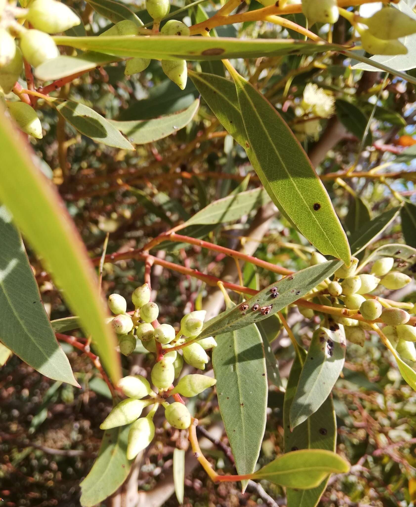 Image of Eucalyptus petrensis M. I. H. Brooker & S. D. Hopper