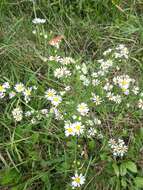 Image of <i>Symphyotrichum <i>pilosum</i></i> var. pilosum