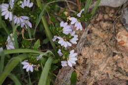 Image of Scaevola albida (Smith) Druce