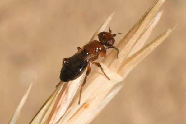 Image of Elachiptera brevipennis (Meigen 1830)