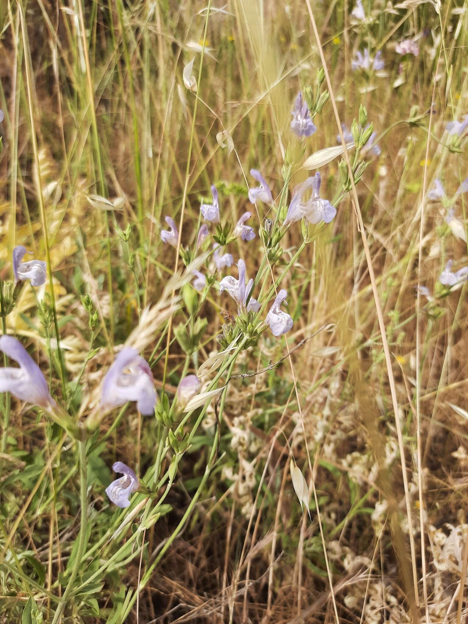 Salvia officinalis subsp. lavandulifolia (Vahl) Gams的圖片