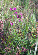 Image of Pedicularis resupinata subsp. resupinata