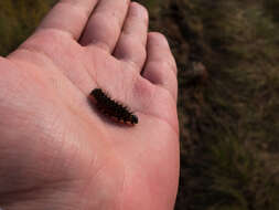 Imagem de Acronicta menyanthidis Vieweg 1790