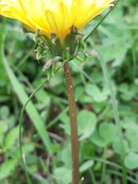 Image of Taraxacum longicorne Dahlst.