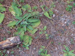 Image of Lepechinia schiedeana (Schltdl.) Vatke