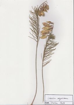 Image of Lebeckia
