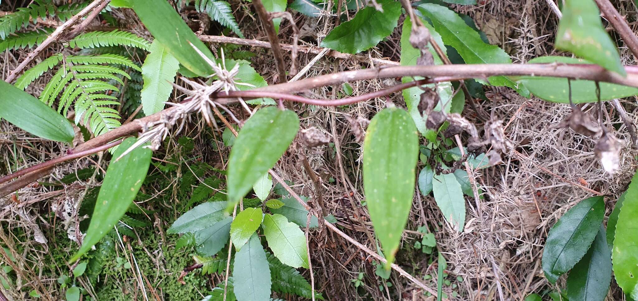 Image of Bomarea multiflora (L. fil.) Mirb.