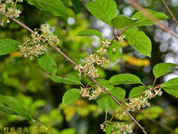 Image of Actinidia callosa var. discolor C. F. Liang