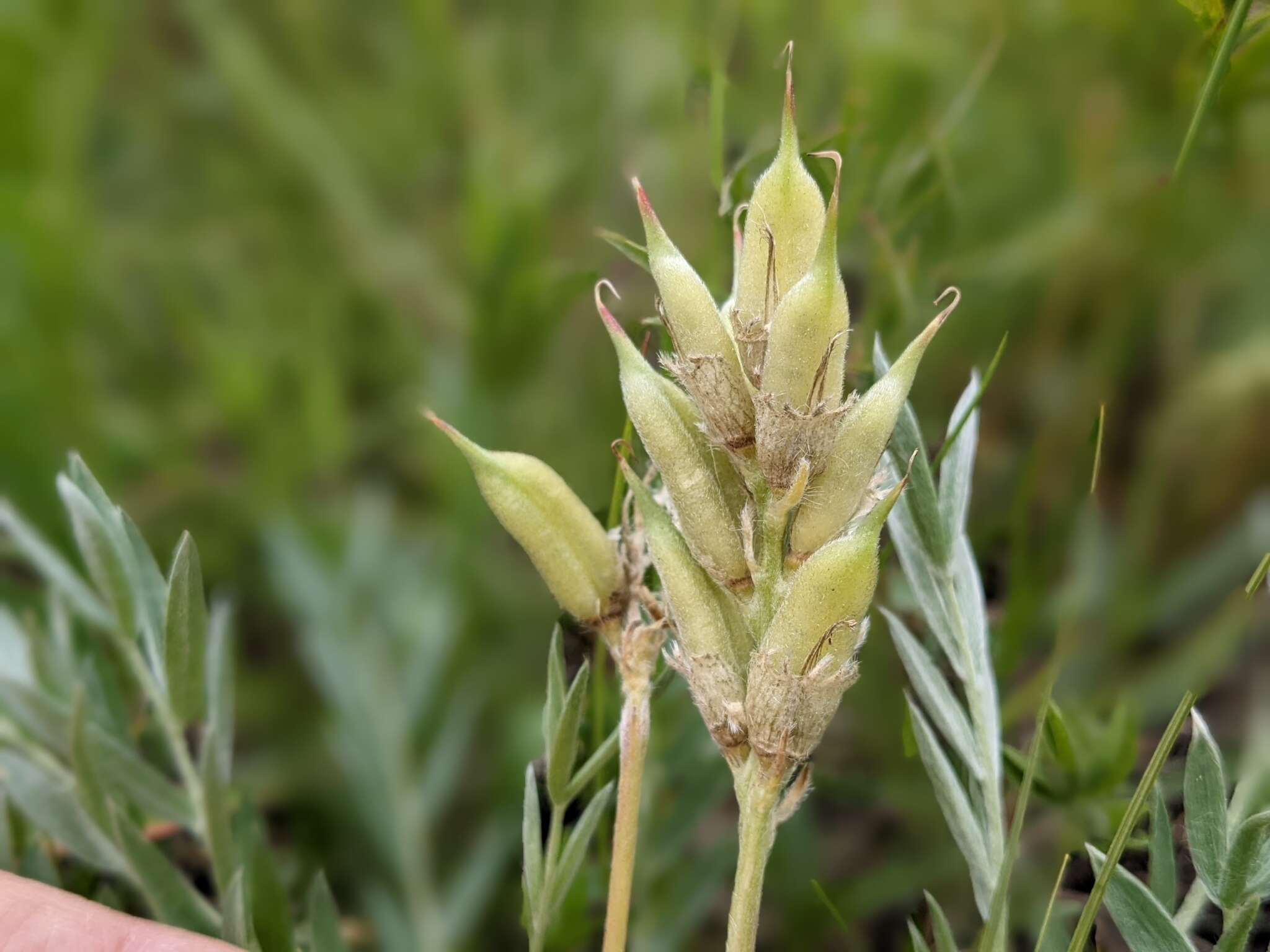 Image of <i>Oxytropis sericea</i> var. <i>speciosa</i> S. L. Welsh