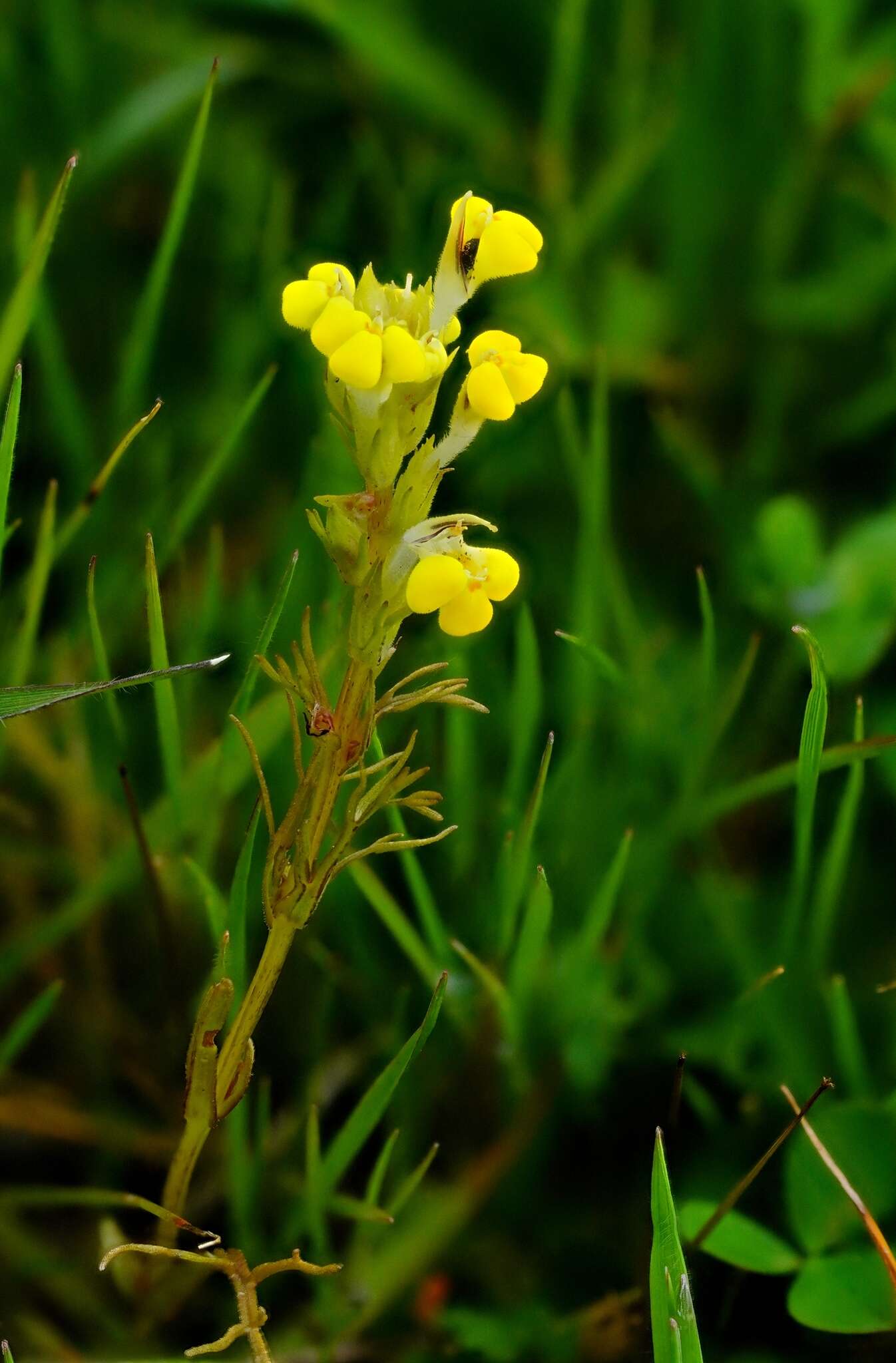 Image of Triphysaria versicolor subsp. faucibarbata (A. Gray) T. I. Chuang & L. R. Heckard