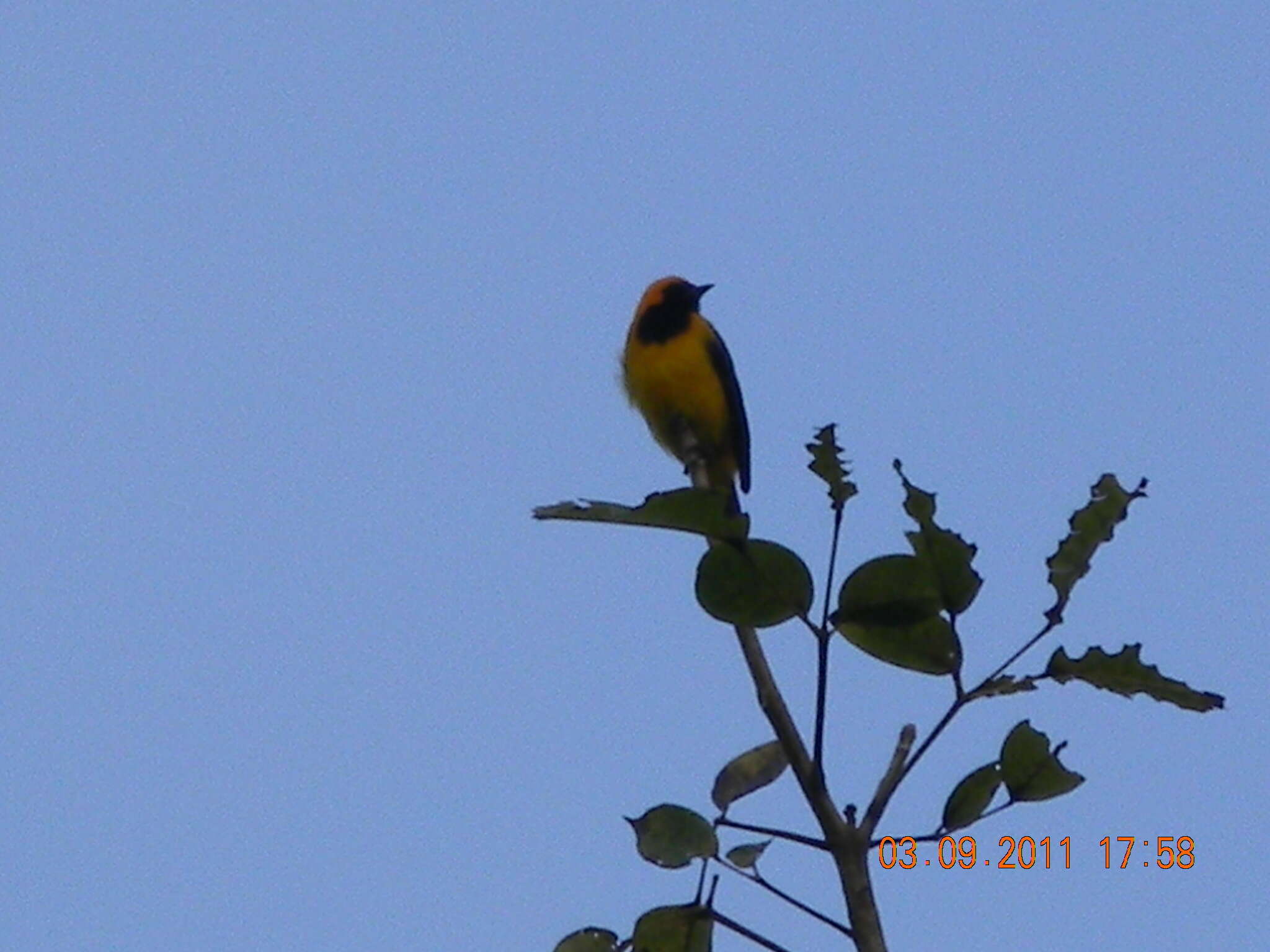 Icterus auricapillus Cassin 1848 resmi