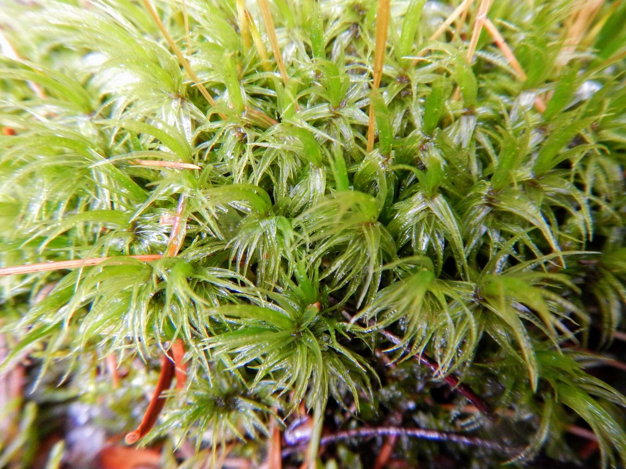 Image of Ontario dicranum moss