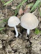 Image of Coprinopsis pseudonivea (Bender & Uljé) Redhead, Vilgalys & Moncalvo 2001