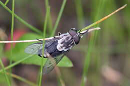 Imagem de Tabanus trimaculatus Palisot