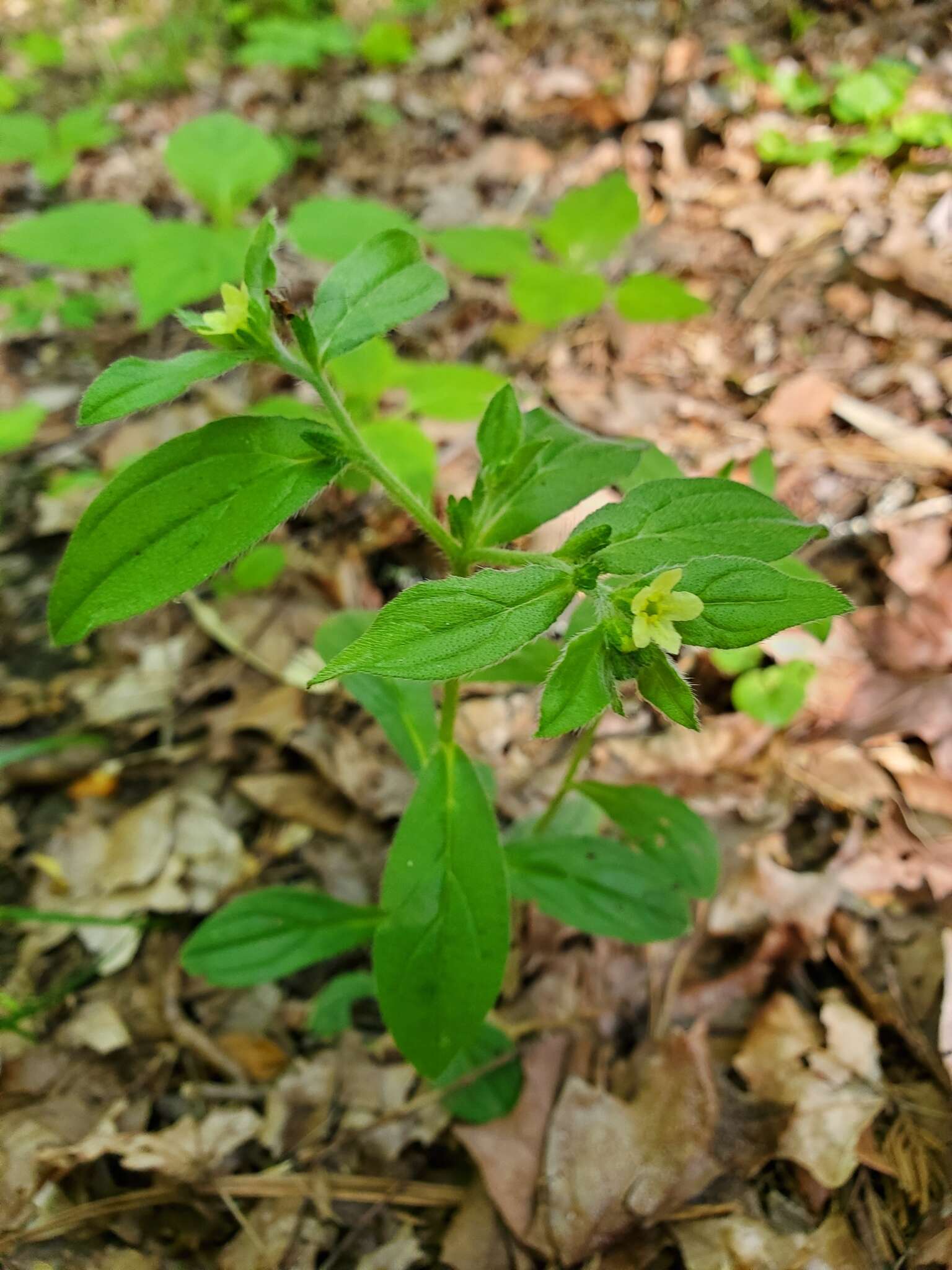 Слика од Lithospermum tuberosum Rugel ex A. DC.