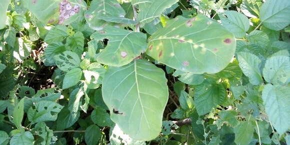 صورة Coccoloba barbadensis Jacq.