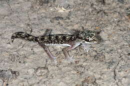 Image of Tesselated Gecko