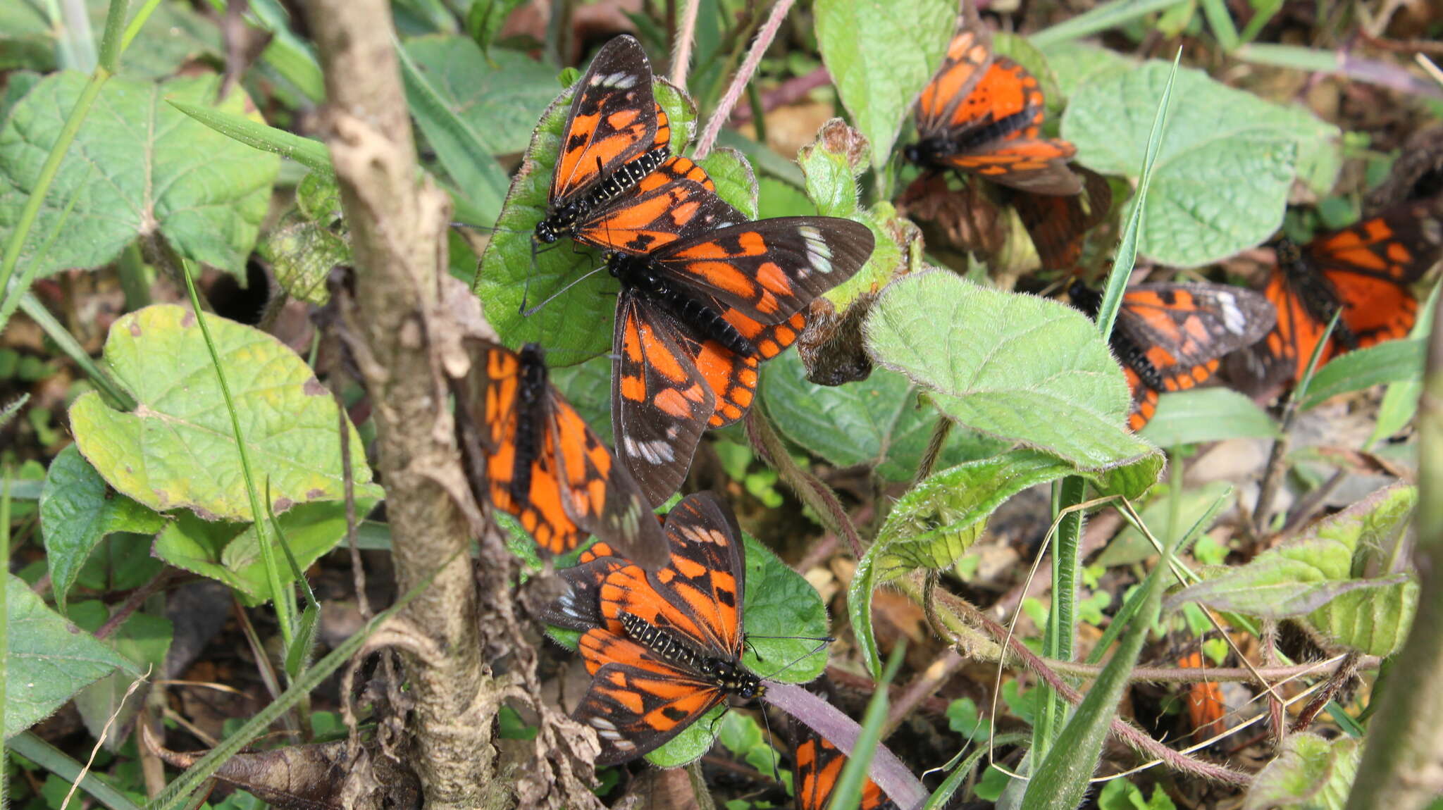 Image of Acraea amicitiae Heron 1909