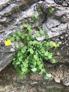 Image of Hyoseris lucida L.