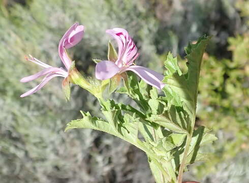 Image of Pelargonium pseudoglutinosum Knuth