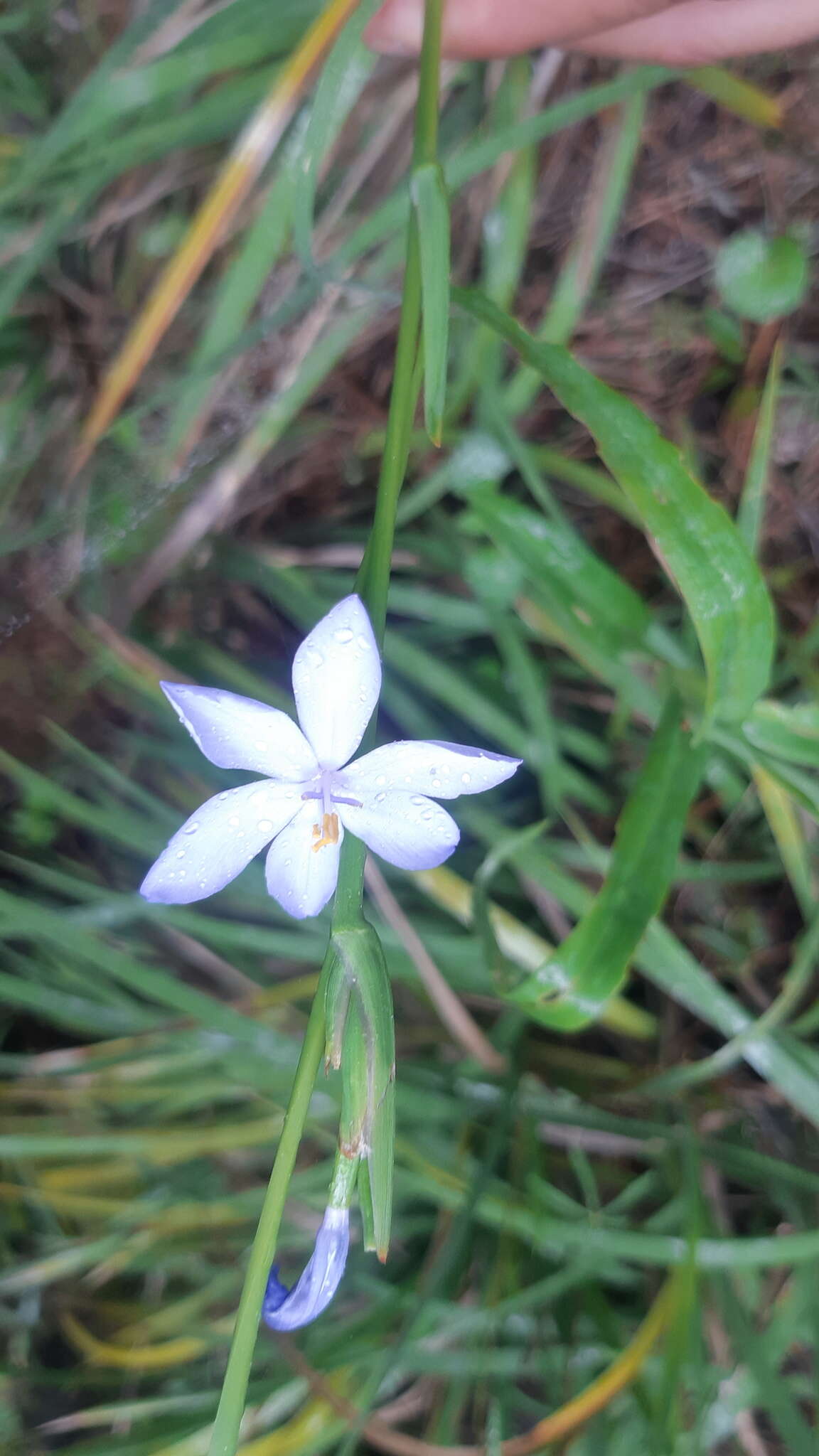 Orthrosanthus exsertus (R. C. Foster) Ravenna的图像