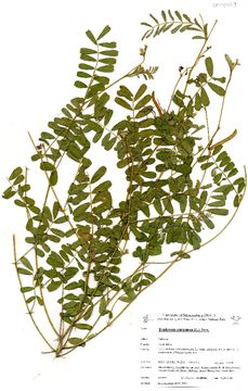 Image of Papilionoideae