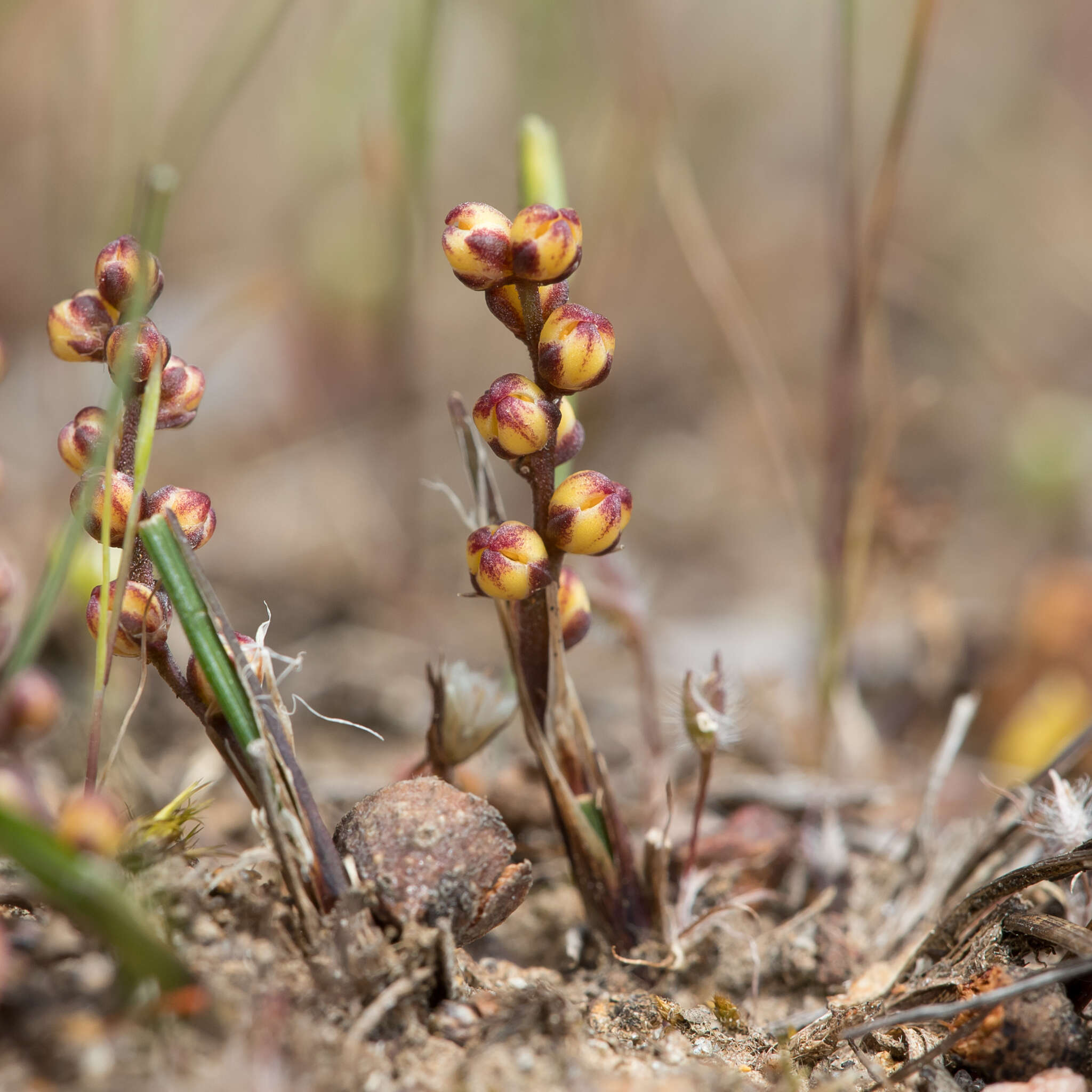 Imagem de Lomandra sororia (F. Muell. ex Benth.) Ewart