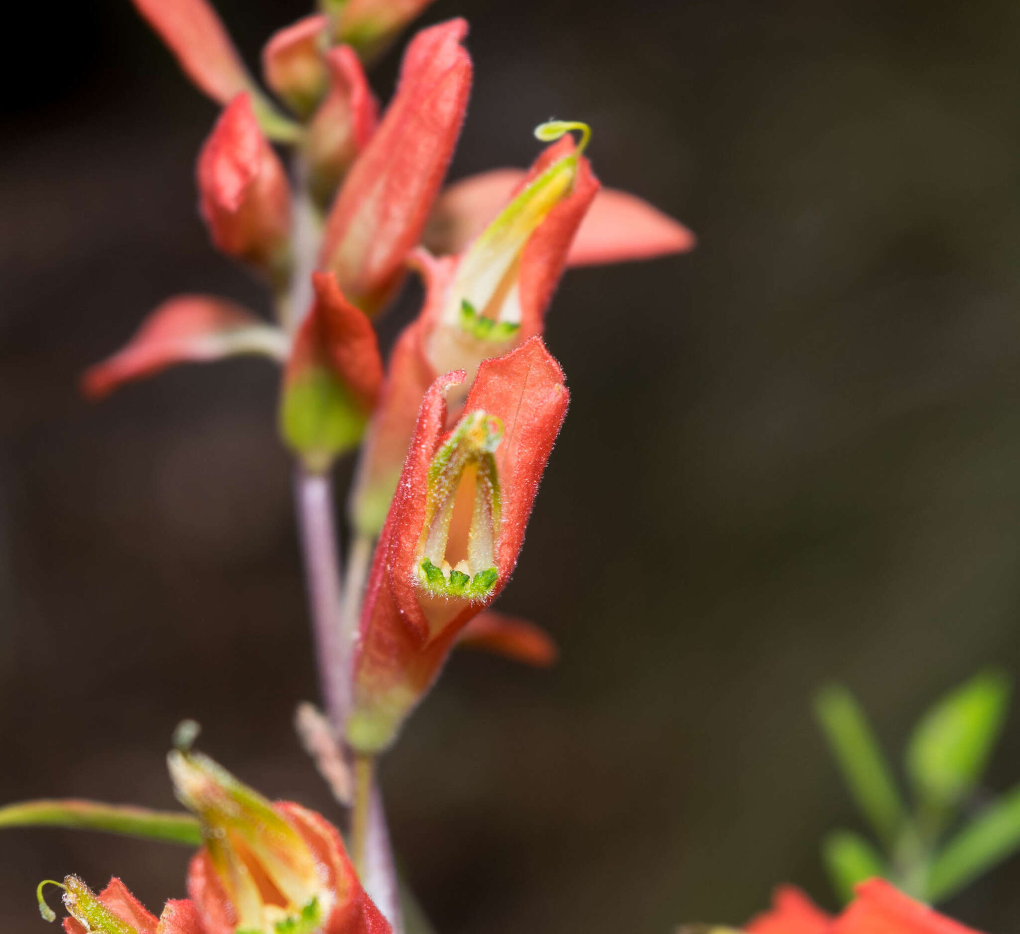 Слика од Castilleja ortegae Standley