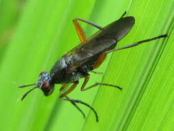 Image of Marsh fly