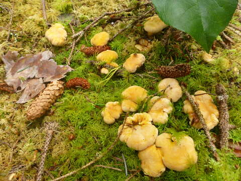 Слика од Cantharellus roseocanus (Redhead, Norvell & Danell) Redhead, Norvell & Moncalvo 2012