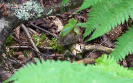 Image of Revillagigedo Island Red-backed Vole