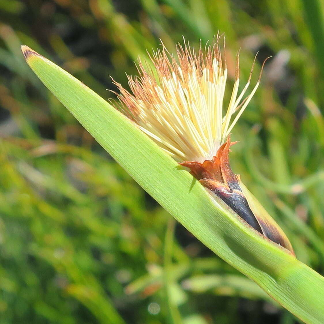 Sivun Chrysitrix capensis var. capensis kuva