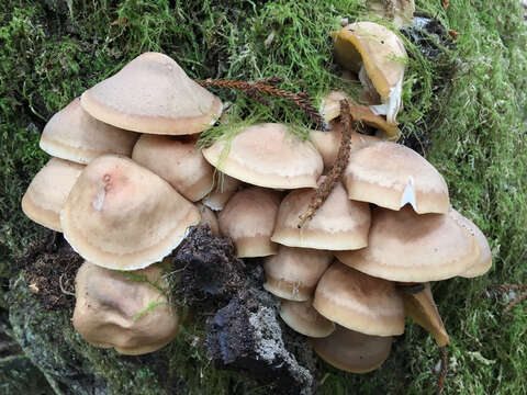 Image of Honey Fungus