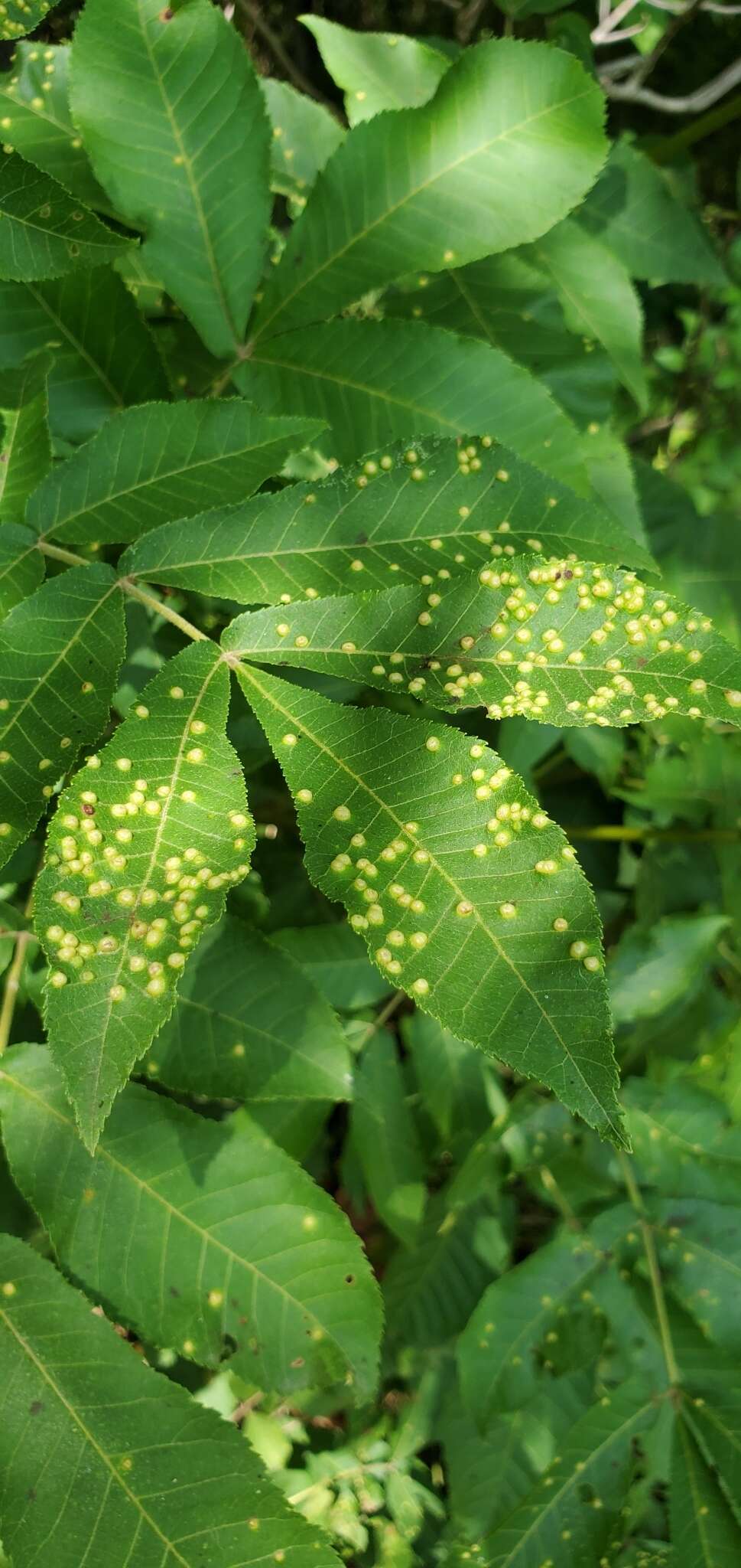 Image of Phylloxera caryaesemen (Shimer 1869)