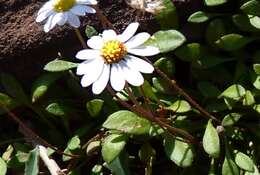 Image de Bellium fausse pâquerette