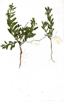 Image of greenviolet