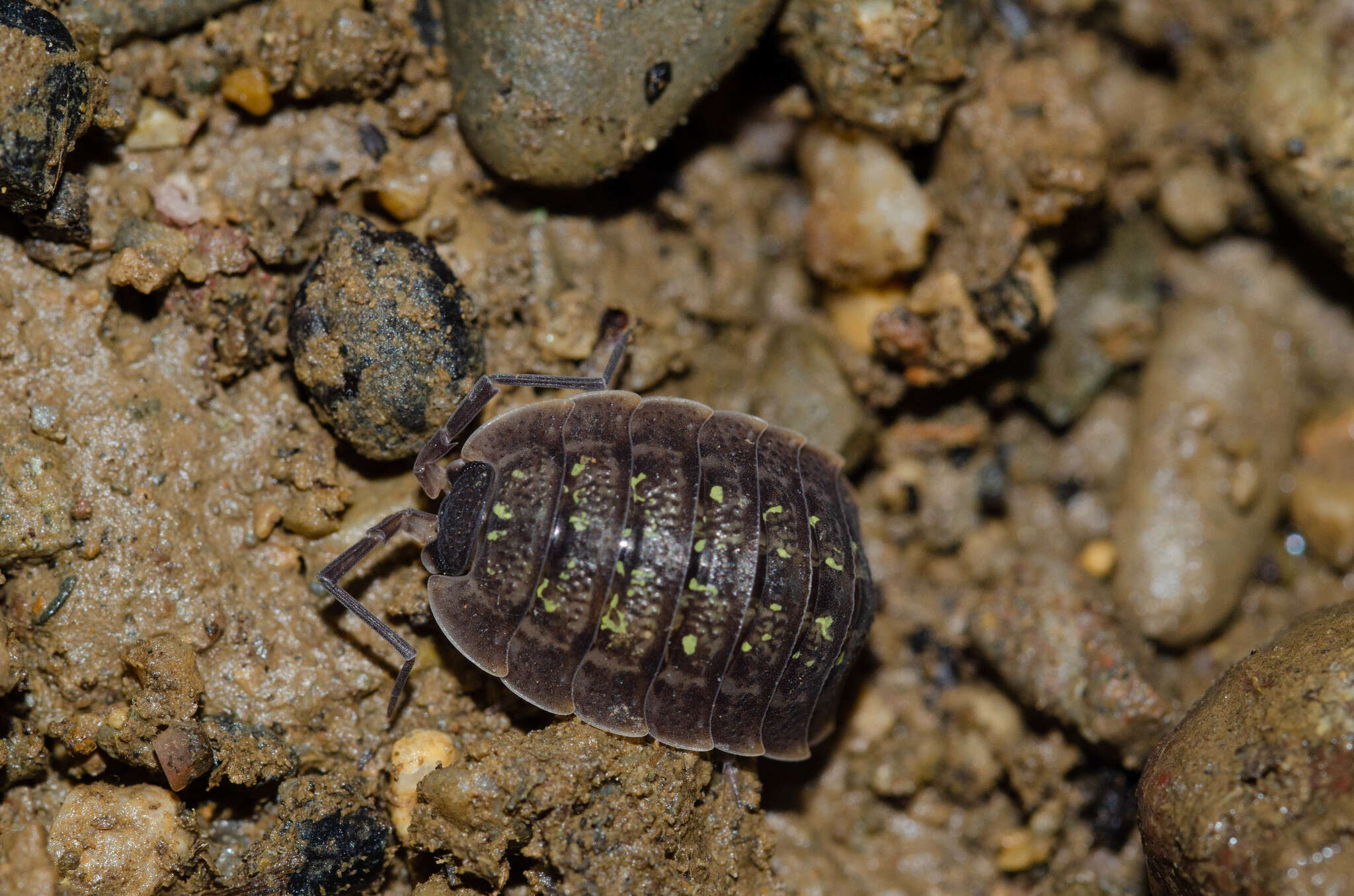 Image of Porcellio violaceus Budde-Lund 1885