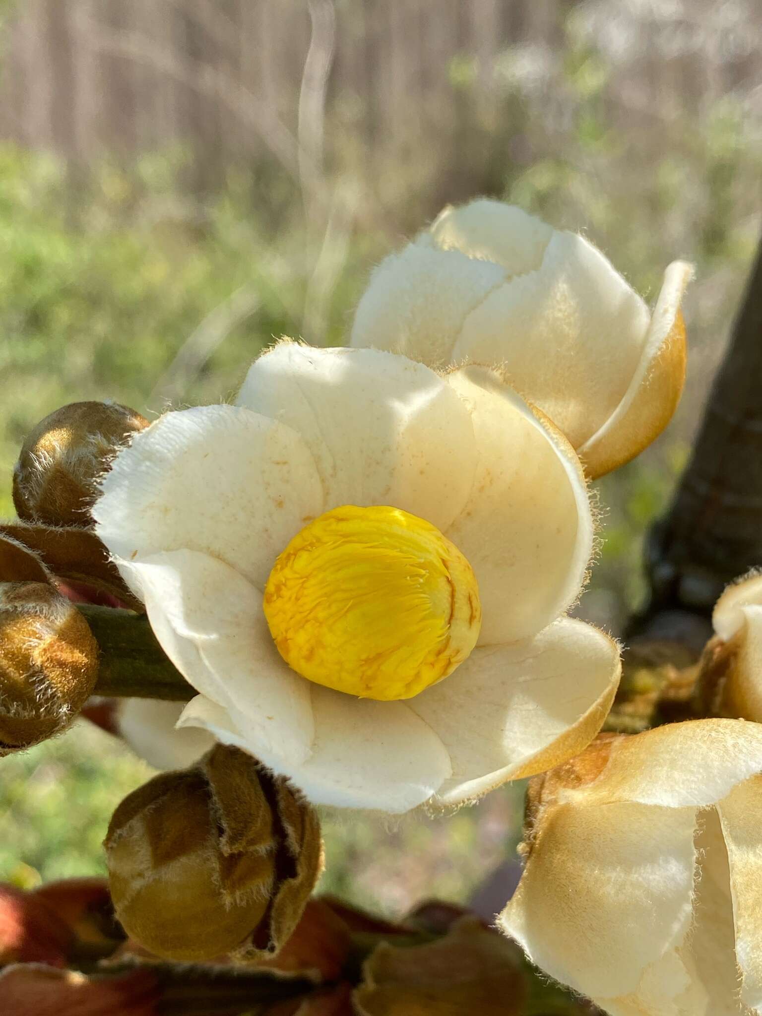 Couratari macrosperma A. C. Sm.的圖片