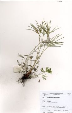 Image of Actiniopteris