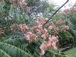 Cassia roxburghii DC. resmi